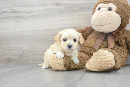 Funny Maltipoo Poodle Mix Pup