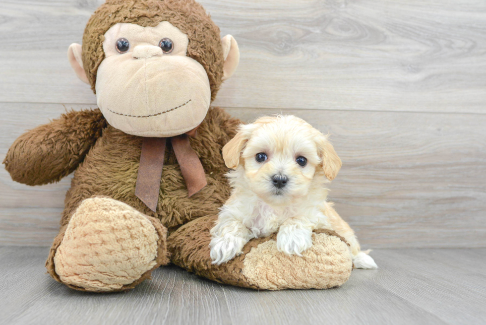 Best Maltipoo Baby