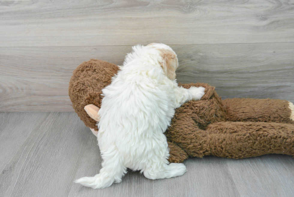 Petite Maltipoo Poodle Mix Pup