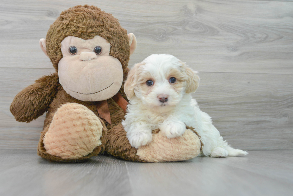 Maltipoo Puppy for Adoption