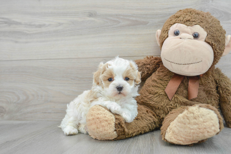 Meet Daniel - our Maltipoo Puppy Photo 1/3 - Premier Pups
