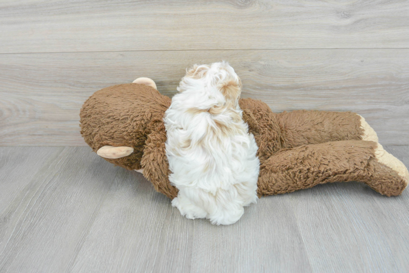 Meet Daniel - our Maltipoo Puppy Photo 2/3 - Premier Pups