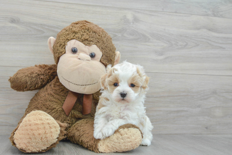 Meet Daniel - our Maltipoo Puppy Photo 3/3 - Premier Pups