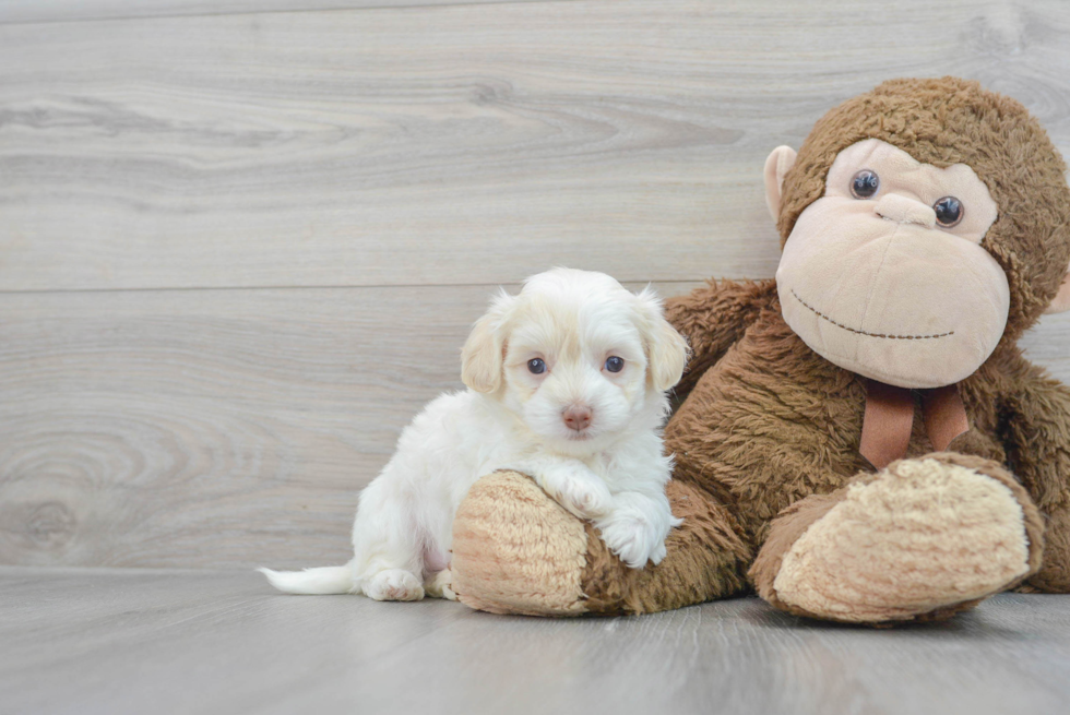 Cute Maltipoo Baby