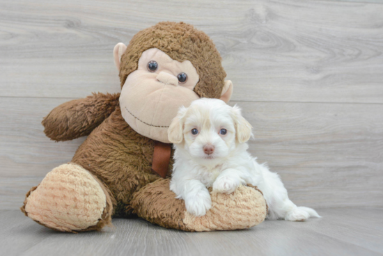 Maltipoo Puppy for Adoption