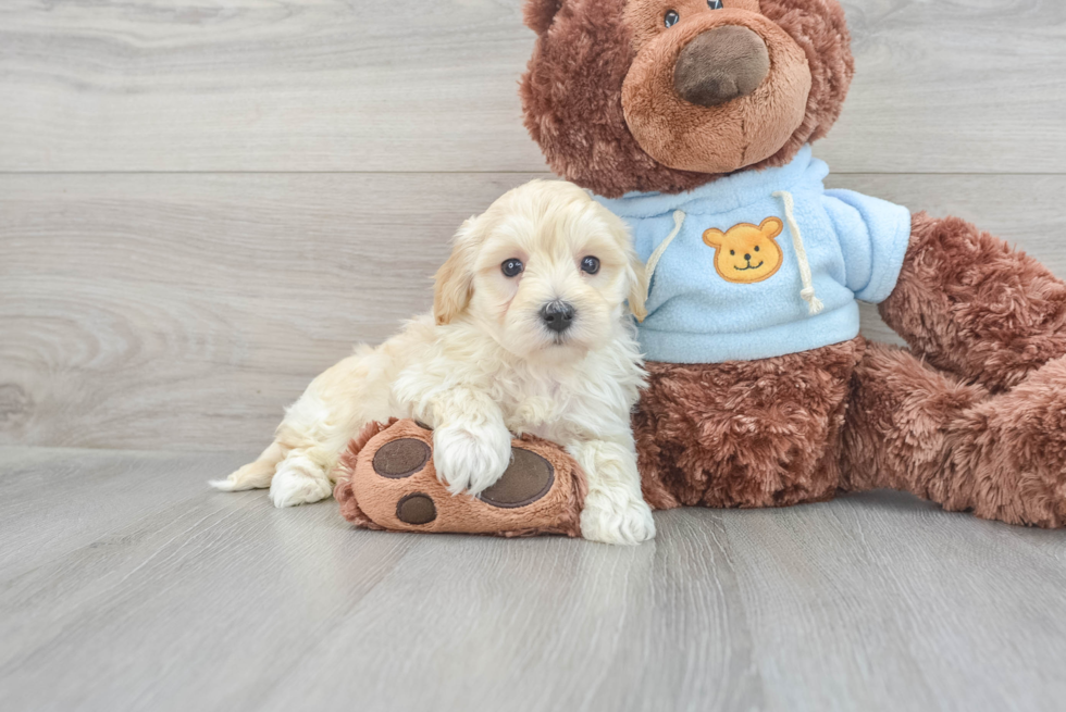 Happy Maltipoo Baby