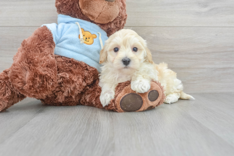 Maltipoo Pup Being Cute