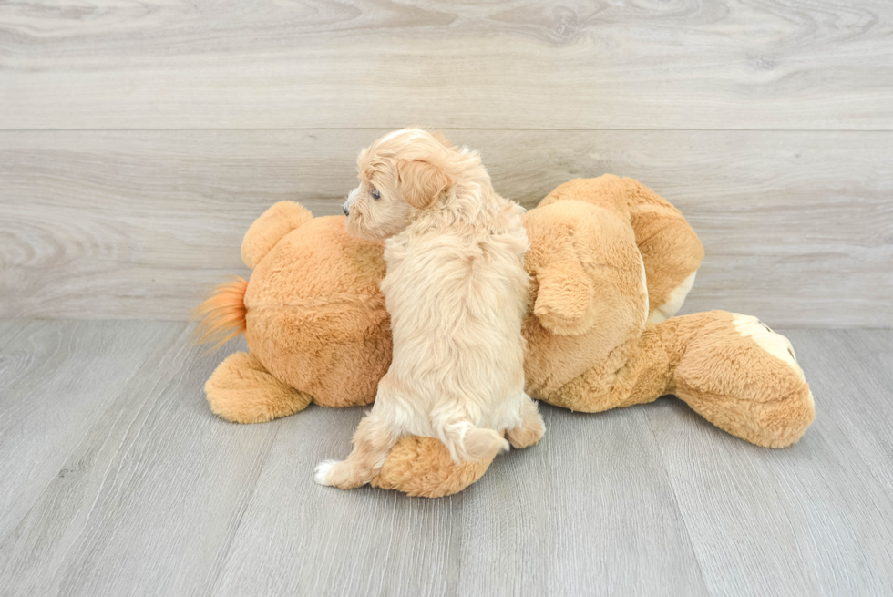 Happy Maltipoo Baby