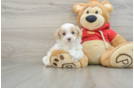 Best Maltipoo Baby