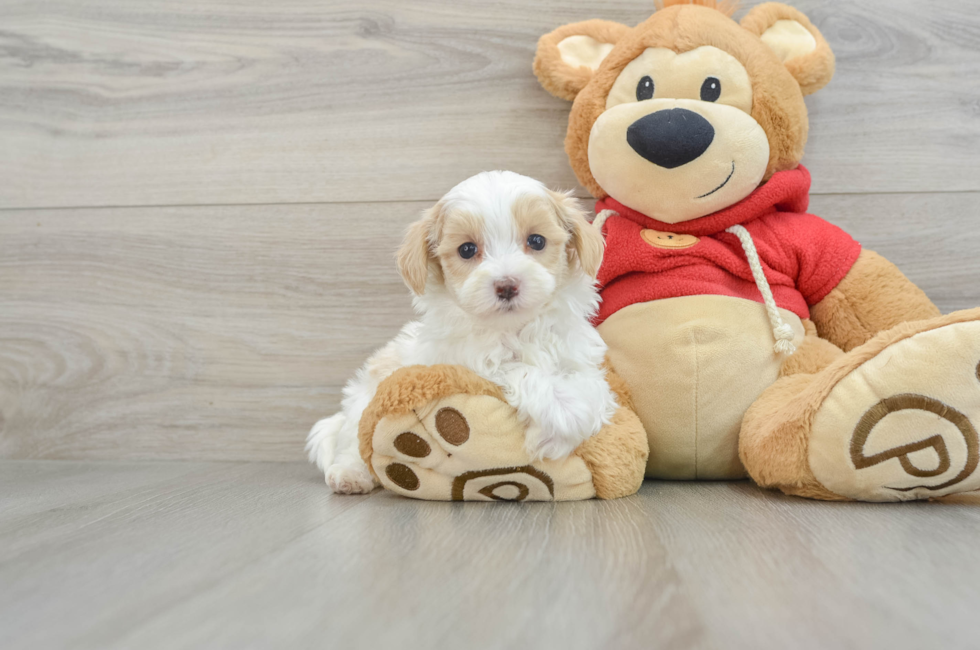 6 week old Maltipoo Puppy For Sale - Premier Pups