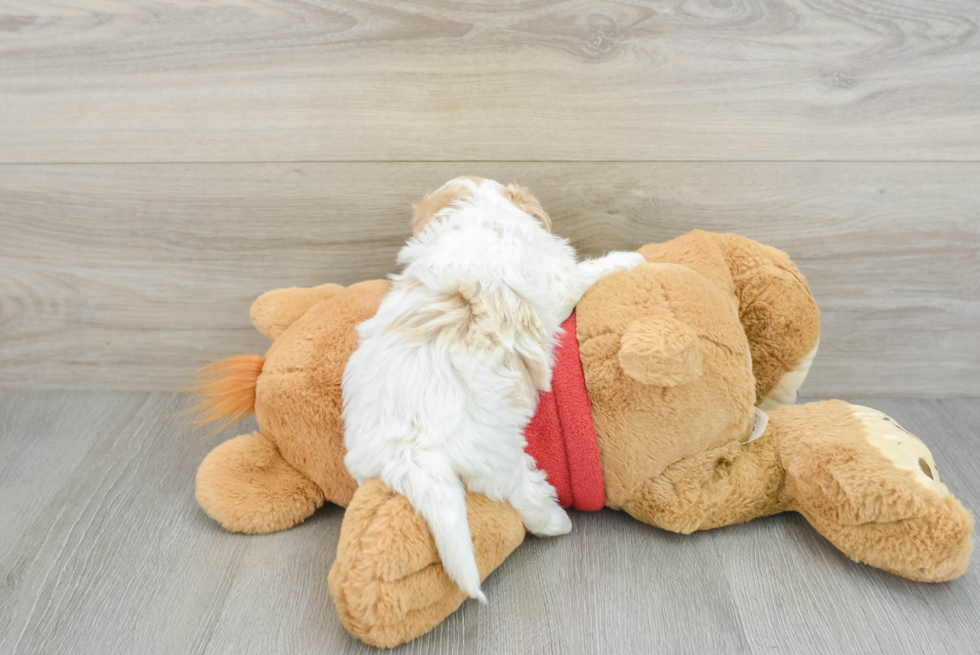 Maltipoo Pup Being Cute