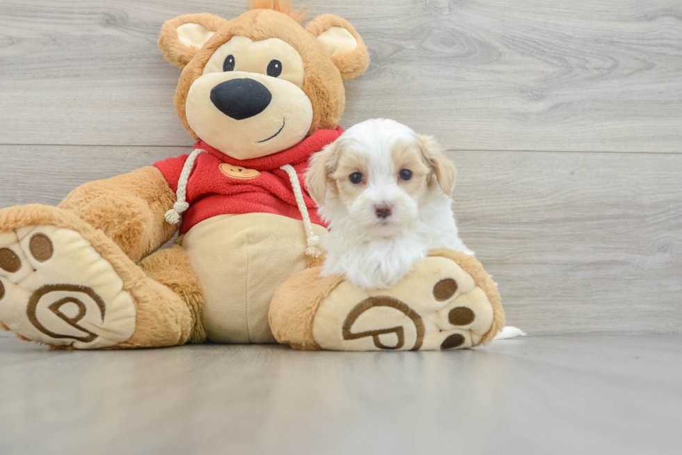 Sweet Maltipoo Baby