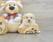 7 week old Maltipoo Puppy For Sale - Premier Pups