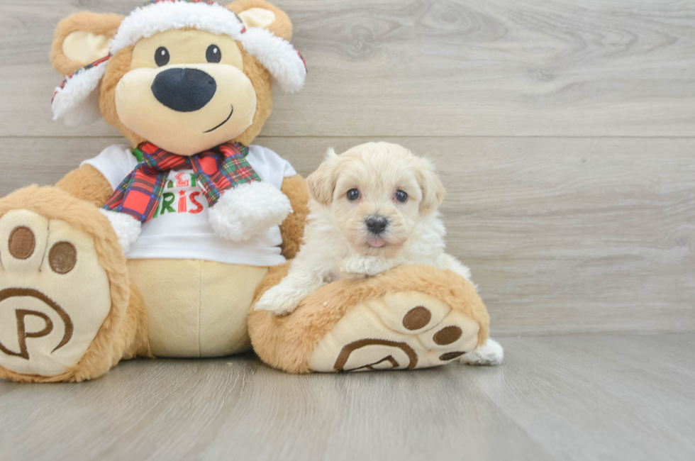 5 week old Maltipoo Puppy For Sale - Premier Pups