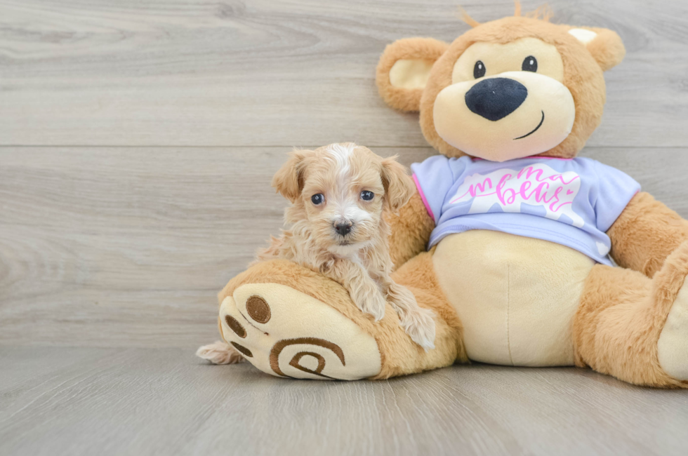 6 week old Maltipoo Puppy For Sale - Premier Pups