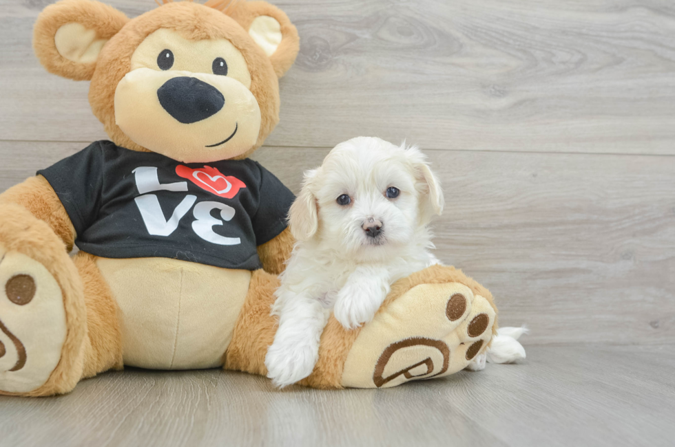 7 week old Maltipoo Puppy For Sale - Premier Pups