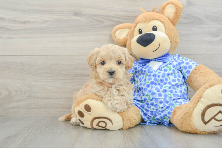 Best Maltipoo Baby