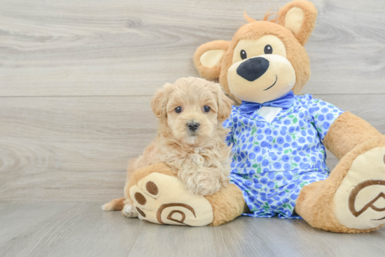 Best Maltipoo Baby
