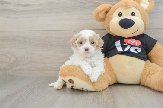 Best Maltipoo Baby
