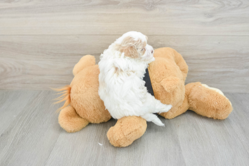 Meet Daniel - our Maltipoo Puppy Photo 2/3 - Premier Pups