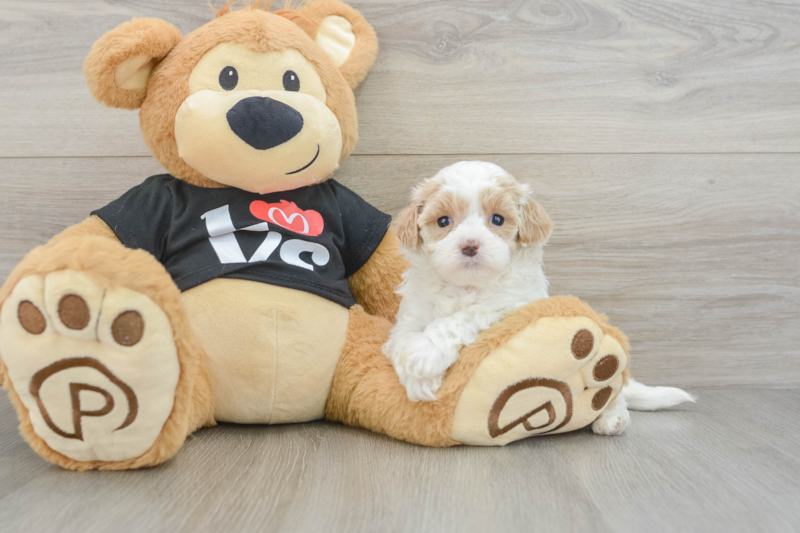 Meet Daniel - our Maltipoo Puppy Photo 3/3 - Premier Pups