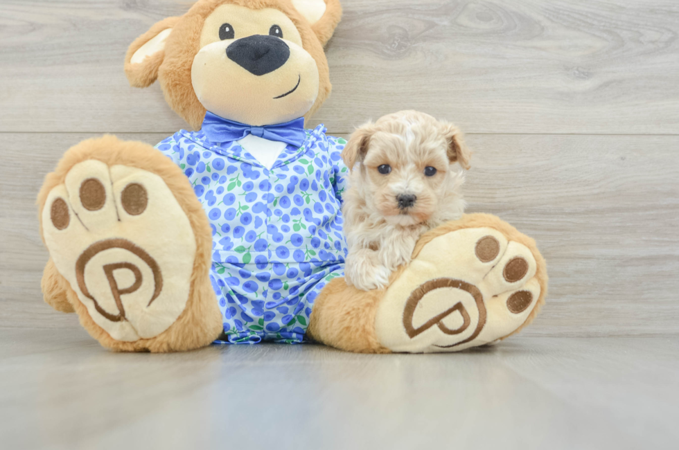 5 week old Maltipoo Puppy For Sale - Premier Pups