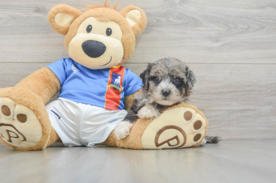 Little Moodle Poodle Mix Puppy