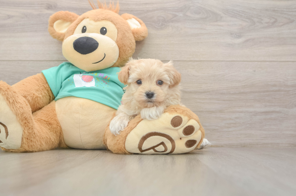 5 week old Maltipoo Puppy For Sale - Premier Pups