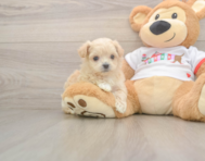 7 week old Maltipoo Puppy For Sale - Premier Pups