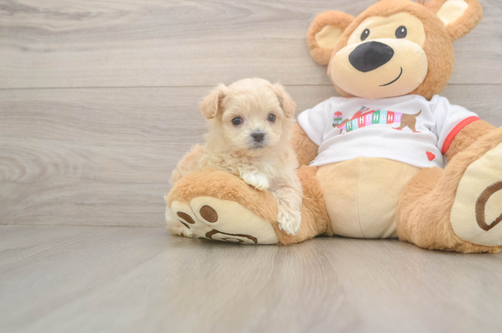 5 week old Maltipoo Puppy For Sale - Premier Pups