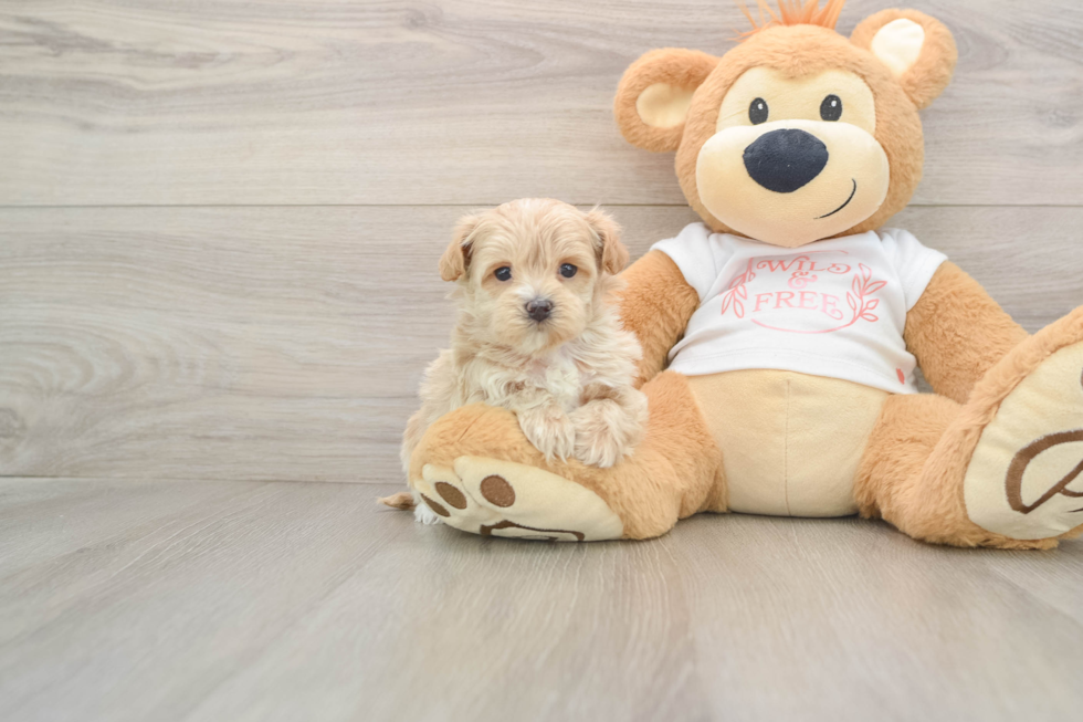 Maltipoo Puppy for Adoption