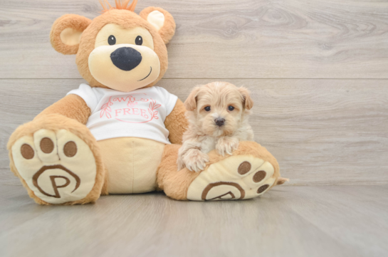 Fluffy Maltipoo Poodle Mix Pup