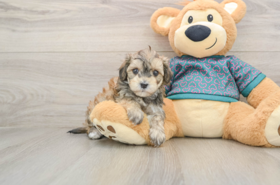Popular Maltipoo Poodle Mix Pup
