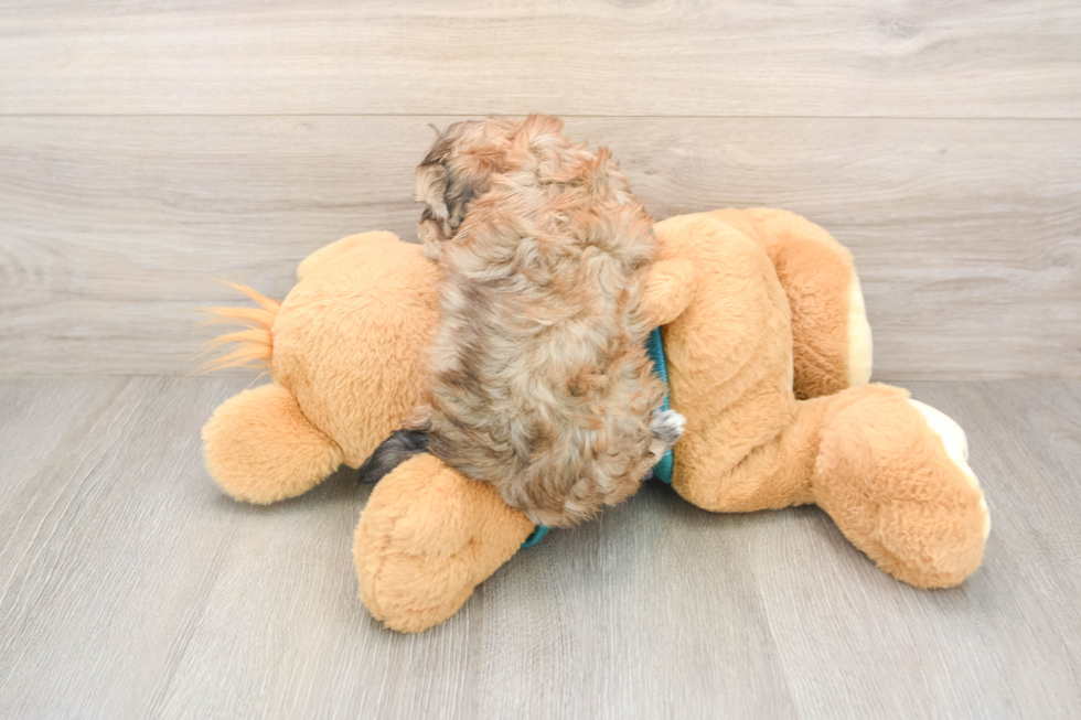 Maltipoo Puppy for Adoption