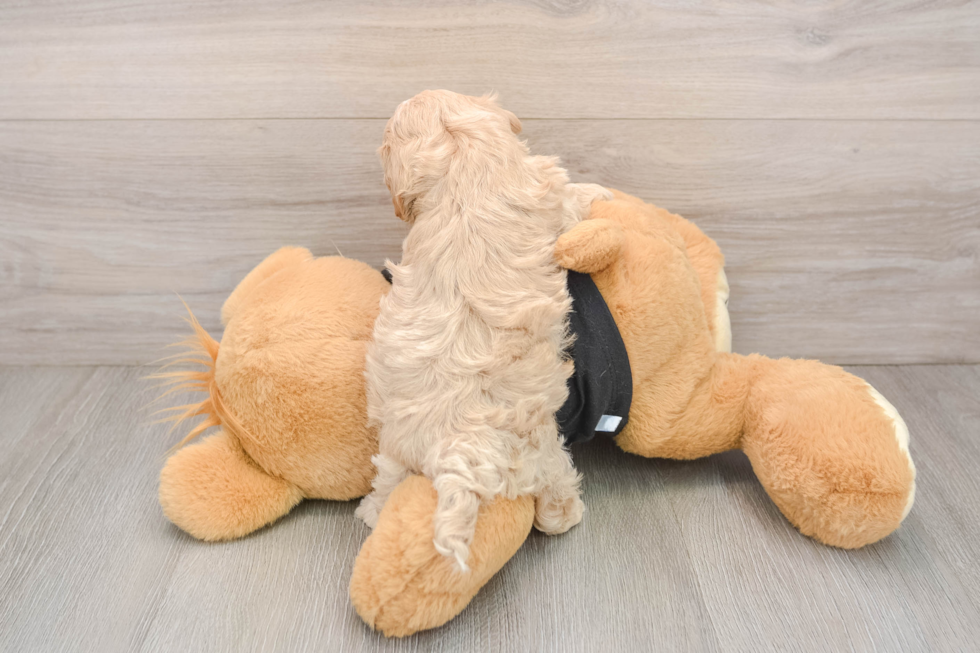 Popular Maltipoo Poodle Mix Pup