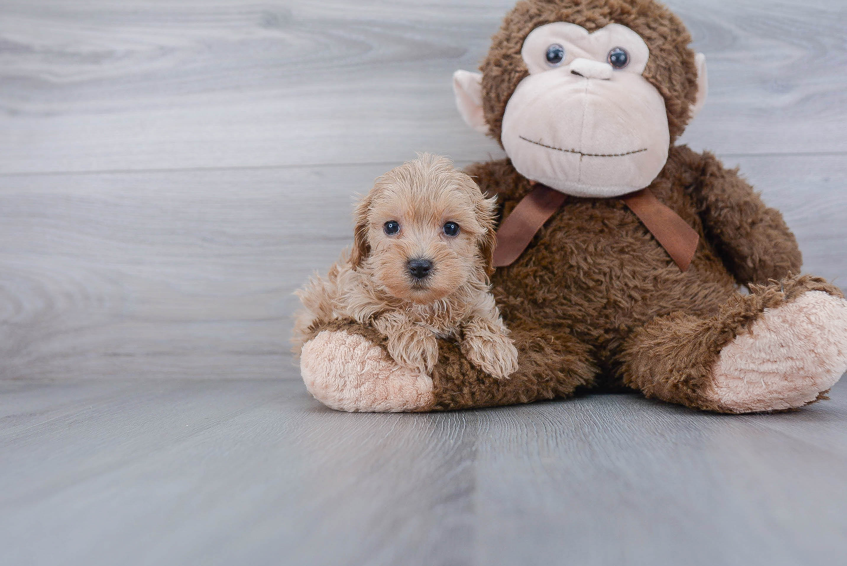 Playful Maltepoo Poodle Mix Puppy