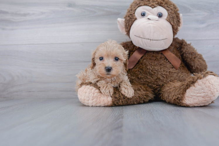 Playful Maltepoo Poodle Mix Puppy