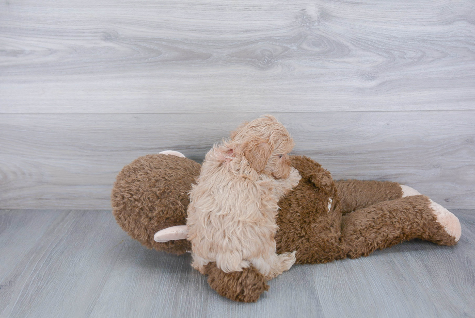 Popular Maltipoo Poodle Mix Pup