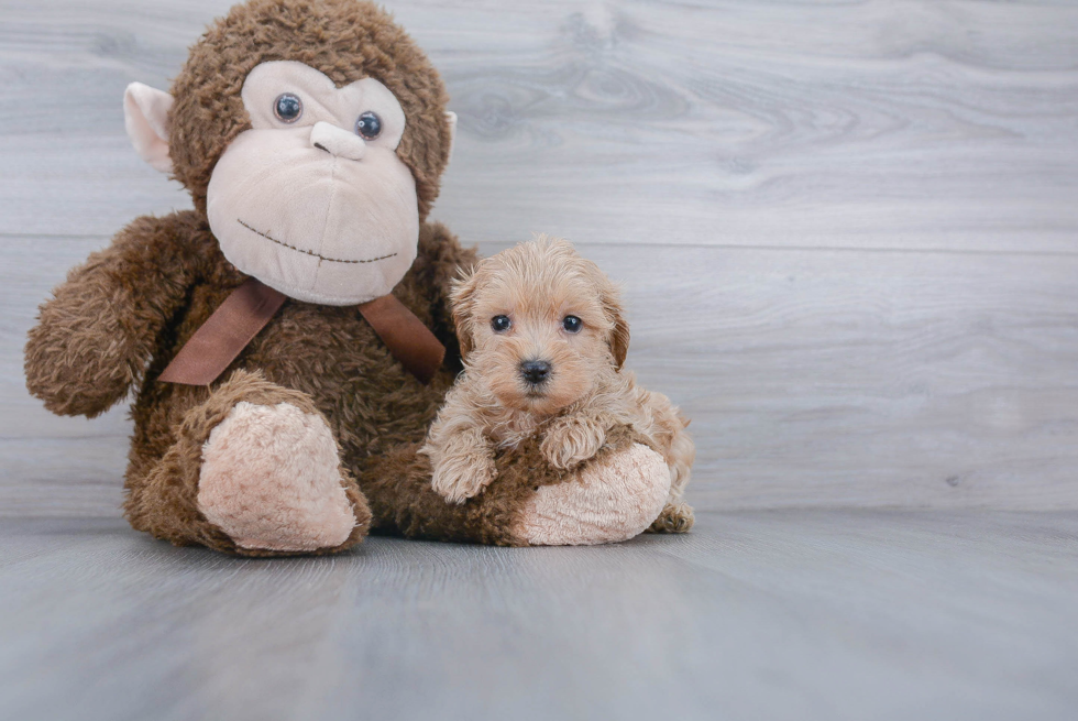 Adorable Maltese Poodle Poodle Mix Puppy