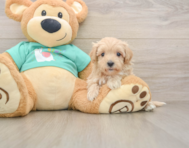 9 week old Maltipoo Puppy For Sale - Premier Pups
