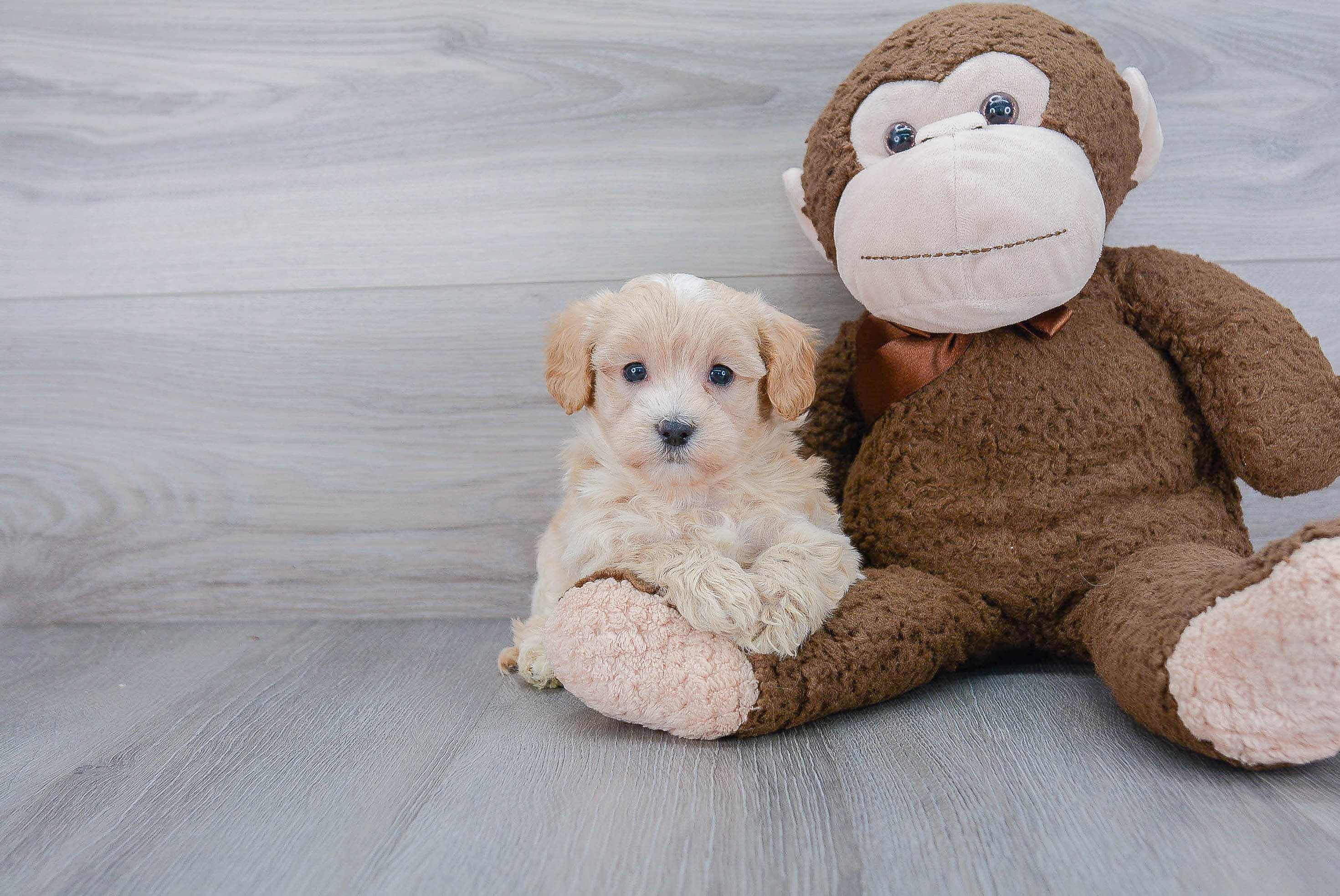 Maltipoo Pup Being Cute