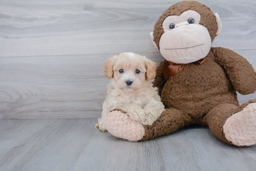 Maltipoo Pup Being Cute