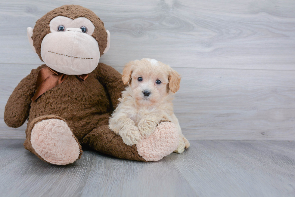 Sweet Maltipoo Baby