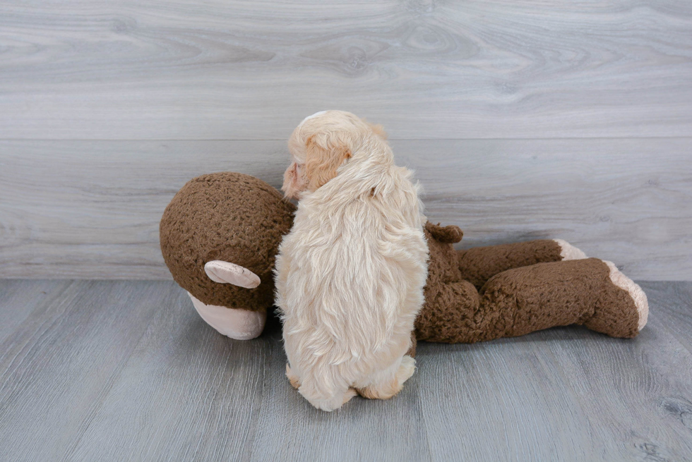 Playful Maltepoo Poodle Mix Puppy