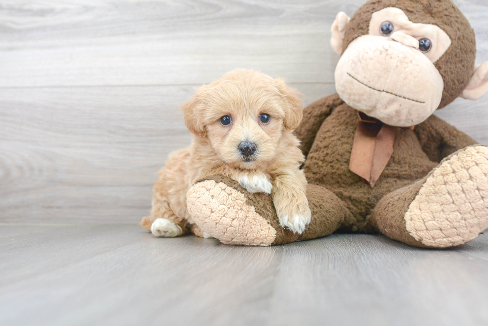 Maltipoo Pup Being Cute