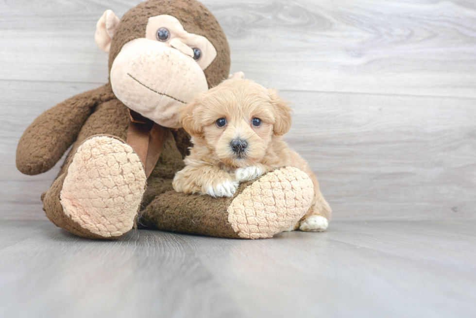 Best Maltipoo Baby