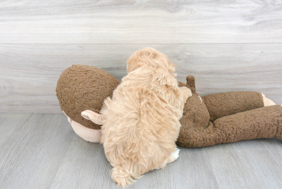 Playful Maltepoo Poodle Mix Puppy