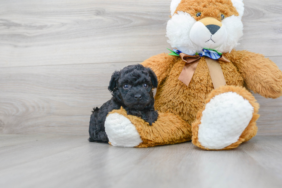 Maltipoo Puppy for Adoption