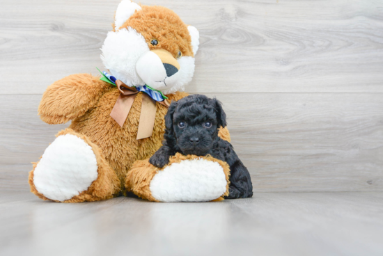 Fluffy Maltipoo Poodle Mix Pup