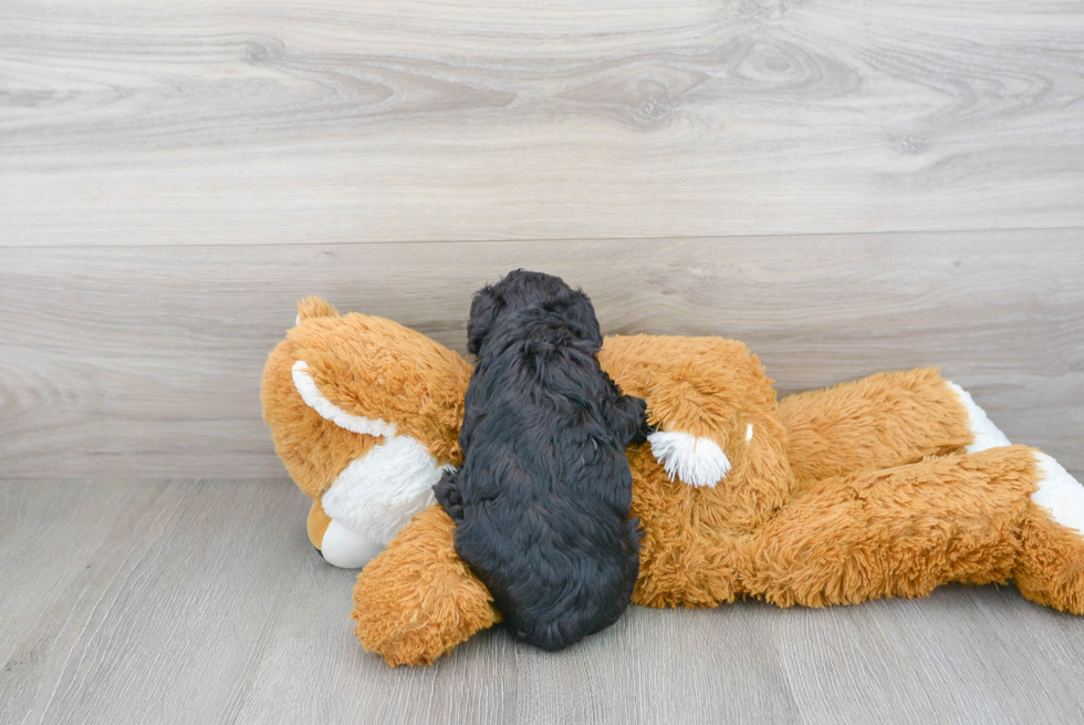 Maltipoo Pup Being Cute